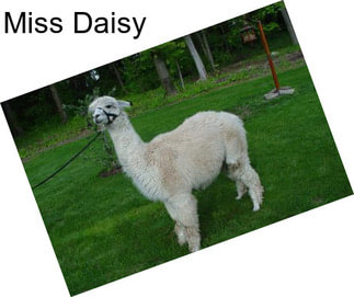 Miss Daisy