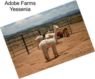 Adobe Farms Yessenia