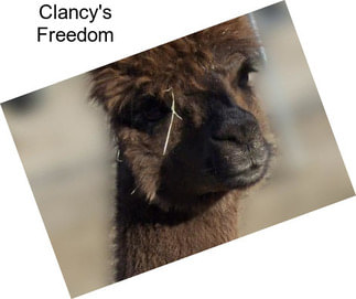 Clancy\'s Freedom