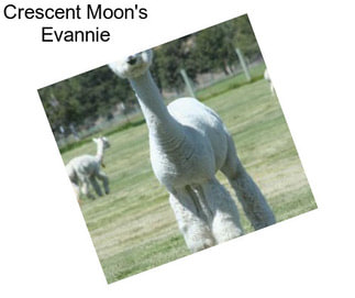 Crescent Moon\'s Evannie