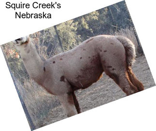 Squire Creek\'s Nebraska