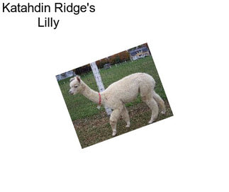 Katahdin Ridge\'s Lilly