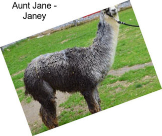 Aunt Jane - \
