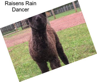 Raisens Rain Dancer
