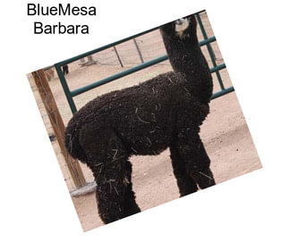 BlueMesa Barbara
