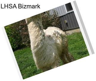 LHSA Bizmark