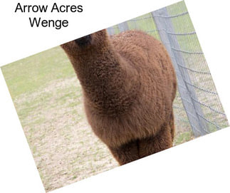 Arrow Acres Wenge