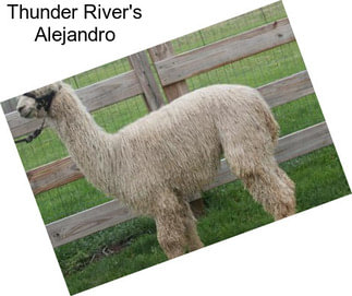 Thunder River\'s Alejandro