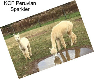 KCF Peruvian Sparkler