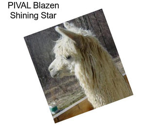 PIVAL Blazen Shining Star