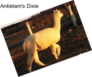 Antietam\'s Dixie