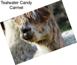 Tealwater Candy Carmel