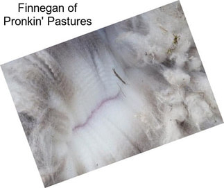 Finnegan of Pronkin\' Pastures