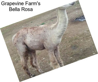 Grapevine Farm\'s Bella Rosa