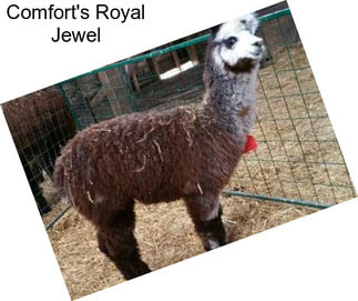 Comfort\'s Royal Jewel