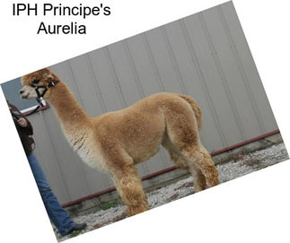 IPH Principe\'s Aurelia