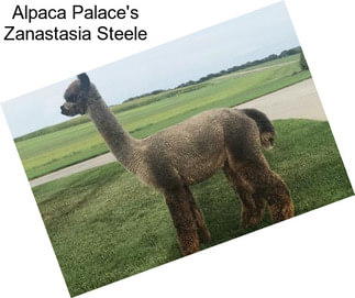 Alpaca Palace\'s Zanastasia Steele