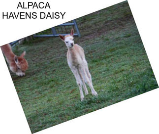 ALPACA HAVENS DAISY