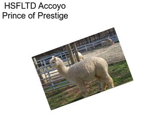 HSFLTD Accoyo Prince of Prestige