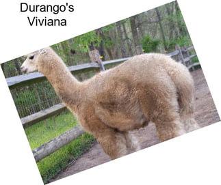 Durango\'s Viviana