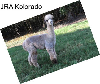 JRA Kolorado