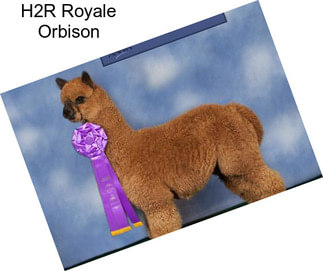 H2R Royale Orbison