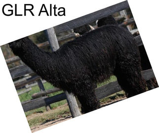 GLR Alta