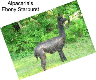 Alpacaria\'s Ebony Starburst