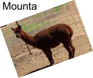 Mounta