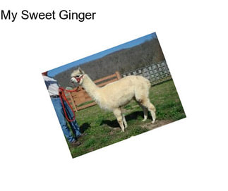 My Sweet Ginger