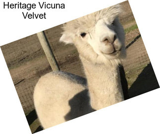 Heritage Vicuna Velvet