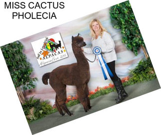 MISS CACTUS PHOLECIA