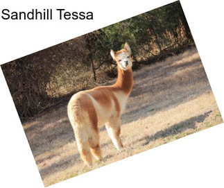 Sandhill Tessa