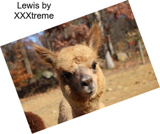 Lewis by XXXtreme