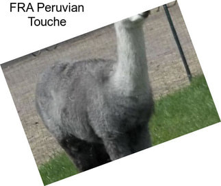 FRA Peruvian Touche