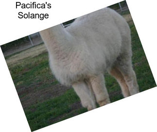 Pacifica\'s Solange