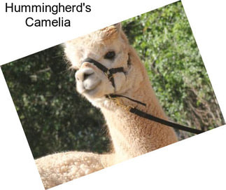 Hummingherd\'s Camelia