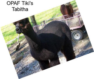 OPAF Tiki\'s Tabitha
