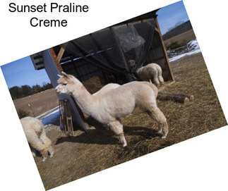 Sunset Praline Creme