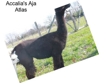 Accalia\'s Aja Atlas
