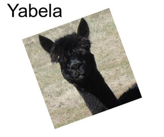 Yabela