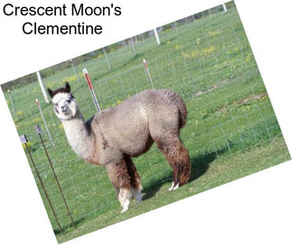 Crescent Moon\'s Clementine
