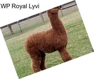 WP Royal Lyvi