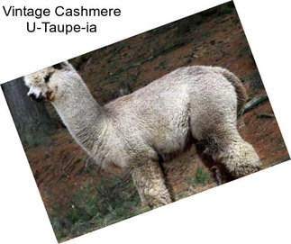 Vintage Cashmere U-Taupe-ia