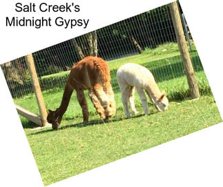 Salt Creek\'s Midnight Gypsy