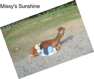 Missy\'s Sunshine