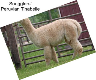 Snugglers\' Peruvian Tinabelle