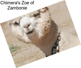 Chimera\'s Zoe of Zambonie