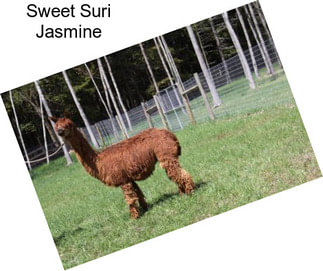 Sweet Suri Jasmine
