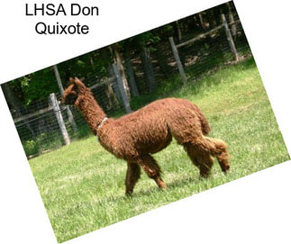 LHSA Don Quixote